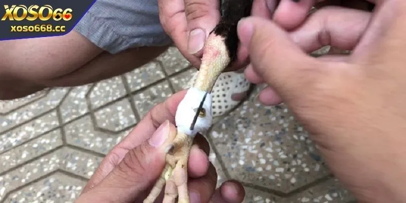 Ý nghĩa trong cách băng cựa gà đúng kỹ thuật