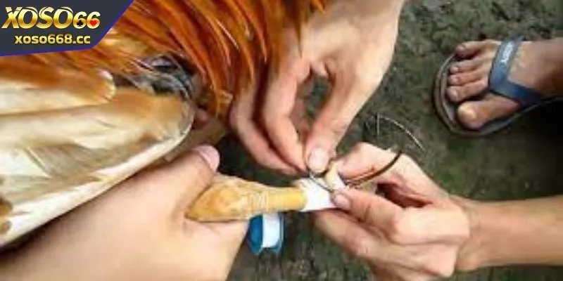 Hãy chọn băng cựa có chất lượng cao cho gà